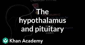 The hypothalamus and pituitary gland | Endocrine system physiology | NCLEX-RN | Khan Academy