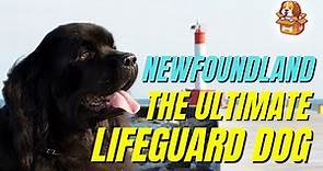 Newfoundland 101: Newfoundland, The Ultimate Lifeguard Dog