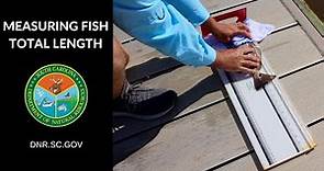 How to Measure a Fish