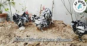Black Mottled Cochin | Bantam chicken | Fancy Poultry | AZ BIRDS