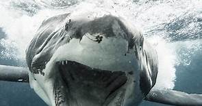 Great white shark charges at diver in terrifying moment captured on film