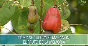 Como se cultiva el Marañon, el fruto de la memoria - TvAgro por Juan Gonzalo Angel Restrepo