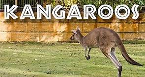 All About Kangaroos for Kids - Kangaroo Facts for Children: FreeSchool
