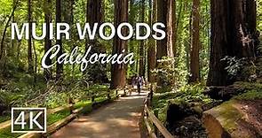 [4K] Muir Woods National Monument - California - Walking Tour