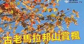 古老馬拉邦山賞楓、私秘景點楓林農場-台灣楓之旅系列07