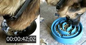 HIS NEW BOWL TESTED | SLOW FEEDER DOG BOWL