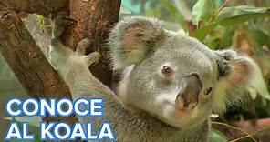 Cómo viven los koalas | Vídeos de animales para niños