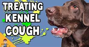 Kennel Cough In Dogs: Home Treatment or Antibiotics?