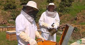 La trashumancia de las abejas