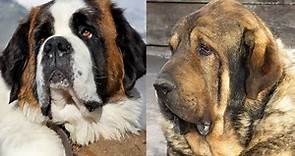 Top 10 razas de perros mas pesados y grandes del mundo