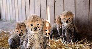 13 Cheetah Cubs born!