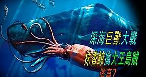 深海生物大戰，抹香鯨擒大王烏賊，是怎樣一翻激烈的場面？