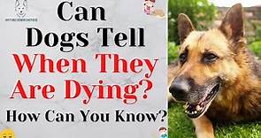 Can Dogs Tell When They Are Dying? How Can You Know?