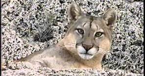 Puma, El León de los Andes - National Geographic