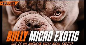 BULLY MICRO EXOTIC // ¿QUE ES UN AMERICAN BULLY MICRO EXOTIC?🔥