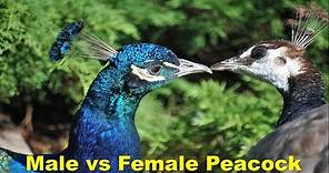 Difference between Male and Female Peacocks (Peahens)