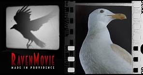 Jonathan Livingston Seagull (1973) Hall Bartlett