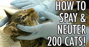 How To Spay & Neuter 200+ Feral Cats!
