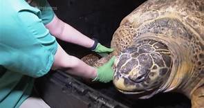 Sea turtle housed at Boston aquarium for more than 50 years passes another physical