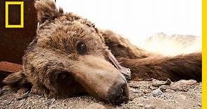 Saving the World's Rarest Bear | National Geographic