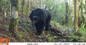 El oso Jucumari en el Área Natural de Manejo Integrado (ANMI) El Palmar