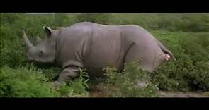 Ace Ventura Missione Africa - Rinoceronte