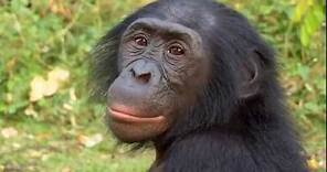 Bonobos - Science Nation