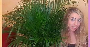 👉👉 ¿Cómo CUIDAR una PALMERA ARECA? ❤️ Cuidados de la planta de palma areca en maceta