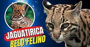 JAGUATIRICA: o Terceiro Maior Gato Selvagem do Brasil | Saiba Tudo Sobre Esse Belo Felino