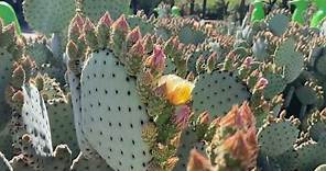 Desert Botanical Garden in Bloom | Spring 2020 | II