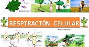 Respiración celular fácil de aprender (teoría y preguntas resueltas)
