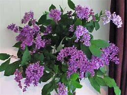 Image result for pictures of blooming lilacs