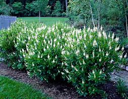 Image result for can you grow clethra in the south