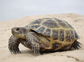 Resultado de imagen de tortuga