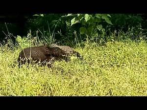 Komodo dragons try to eat piglets