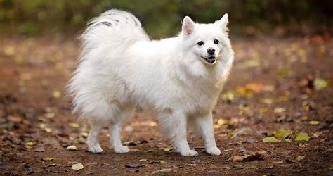 What Size Is An American Eskimo Considered