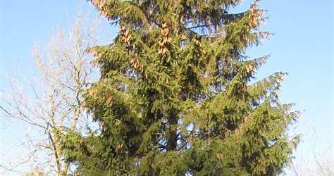 Norway Spruce Trees Facts