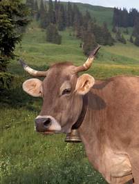 See related image detail. 'Brown Swiss Cow, Switzerland' Photographic Print - Lynn M. Stone ...