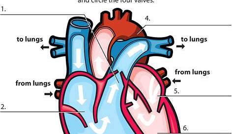human heart worksheet 5th grade