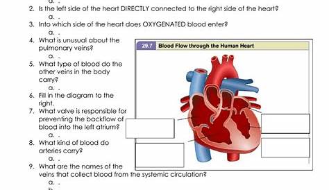 heart anatomy worksheet answers