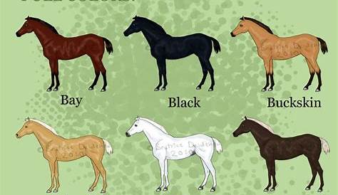 horse color chart for breeding