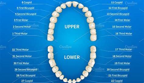 printable teeth number chart