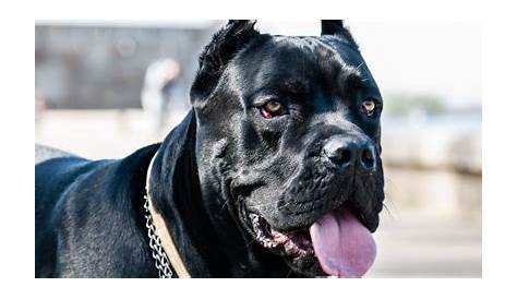 Cane Corso Breeding — Background and Best Practices