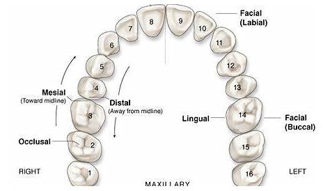 Youthful Dental Surgery Hospitals #TeethWhiteningTrainer | Dental