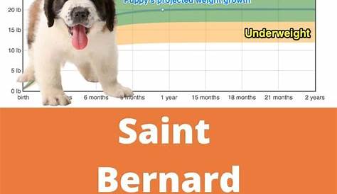 St Bernhardshund Weight+Growth Chart 2023 - How Heavy Will My St