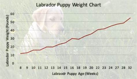 weight chart for lab puppies