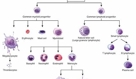 hematopoietic stem cell flow chart