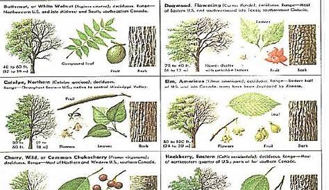 wild nut identification chart