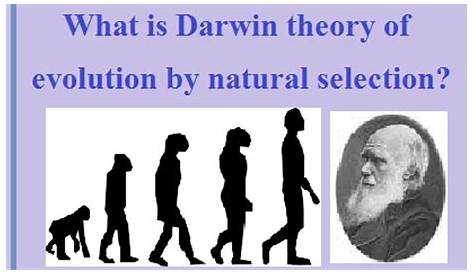 Charles Darwin s Theory Of Inheritance Of