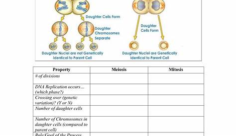 mitosis vs. meiosis worksheet